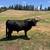 Scottish Highland Bull for sale 2 thumbnail