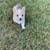 CKC Corgi Puppies 3 thumbnail
