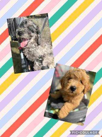 Mini goldendoodles 1