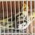 Young cockatiels 3 thumbnail