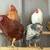 Rehoming Farm Animals - Chickens 13 thumbnail