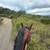 Warlander filly 4 thumbnail
