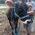 Jersey Cow in milk 2 thumbnail