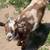 Nigerian Dwarf Goats 1 thumbnail