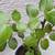 Mini Rosa Rose Bush Plant Dark Velvety Red in 1 gal. Pot  Patio Home G 3 thumbnail