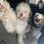 Aussiedoodle 5 thumbnail