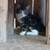$5 Kittens 1 thumbnail