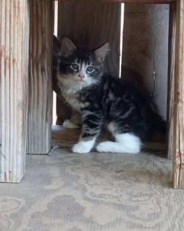 $5 Kittens 1