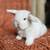 Holland Lop Bunny Rabbit 10 thumbnail
