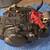 2004 Yamaha XT225 Short Block - Engine 1 thumbnail