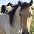 2yo Buckskin Roan colt horse 4 thumbnail