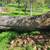Large Oak Tree for Custom Furnature 3 thumbnail