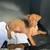 Min pin puppy 1 thumbnail