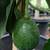 Avocado Tree 🥑 13 thumbnail