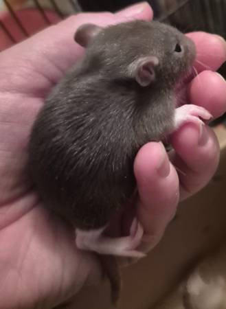 Rats and mice (Beatrice)63857444968835123