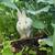 Bunnies, rabbits 13 thumbnail
