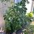 Large, Healthy Schefflera Plant in Ceramic Pot 3 thumbnail