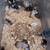 Rats and ball pythons 13 thumbnail