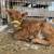 A2A2 Dexter Heifer 1 thumbnail