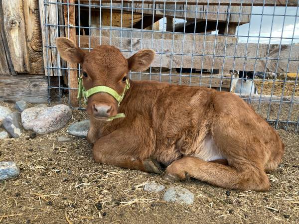 A2A2 Dexter Heifer 1