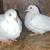 8 ring neck doves 7 thumbnail