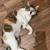 Missing Lola Cat from Custer 4 thumbnail