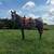 2019 Blue Roan Gelding 7 thumbnail