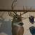 8 point White Tail Shoulder Mount 1 thumbnail