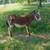 Miniature donkey Jack's 3 thumbnail
