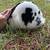 Mini Rex Bunnies 6 thumbnail