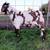 Boer Buckling 3 thumbnail