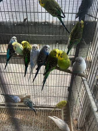 REHOMING PARAKEETS (Lehigh Acres)63977625454979120