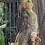 Cockatiels 3 thumbnail