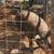 Pig 2 thumbnail