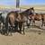 2 yo Bay Mare Horse 3 thumbnail