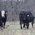 63 Fancy BLK and BWF Heifers 7 thumbnail