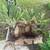 Stag horn fern 3 thumbnail