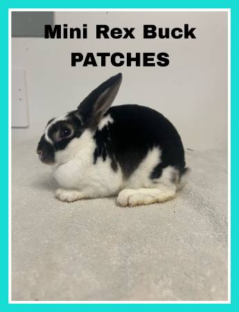 Rabbits (Westminster)63618994775681122