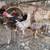 Gallos palomas gallinas 9 thumbnail