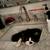 Tuxedo long hair cat 3 thumbnail