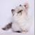Blue point Himalayan persian kitten 1 thumbnail