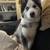 Husky puppy 2 thumbnail