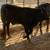 Brangus heifers 4 thumbnail