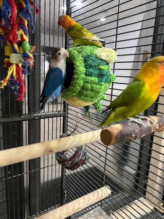 Lovebirds (Homestead)