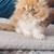 Persian cat Male 3 thumbnail