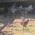 Chickens 2 months old 5 thumbnail