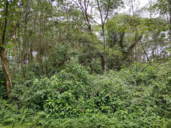 $12,000 / 8040ft2 - Excelente terreno en camino pavimentado (Nanawale Estates (Pahoa))63939392322179124