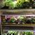 Large Geranium Houseplants-Easy Care Houseplants 7 thumbnail