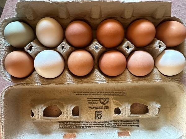 Farm Fresh Eggs 1