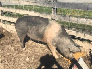 Breeding Sow 1